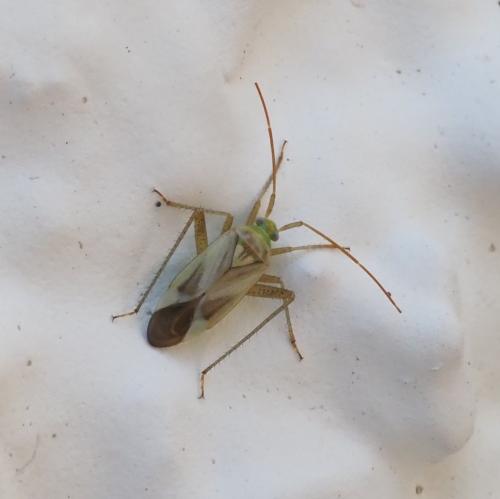 Réf. 236 814 : Adelphocoris lineolatus